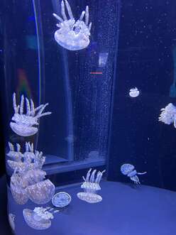 aquarium jellyfish