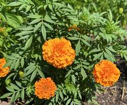 A close-up of flowers