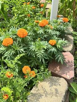 Orange marigolds