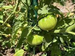 Two small green tomatoes