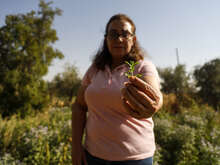 Arbete med klimatanpassning: Midya står mitt på ett fält och håller i en liten planta. Hon arbetar med klimatanpassade jordbruksmetoder.