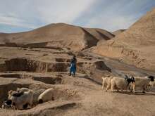 Man standing in arid landscape with cattle