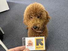 우크라이나 사무소의 힐링 코디네이터인 래브라두들 페라퐁이 자신의 직원카드를 바라보고 있습니다. 