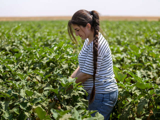 En kvinna i Syrien undersöker odlingar på ett stort fält.
