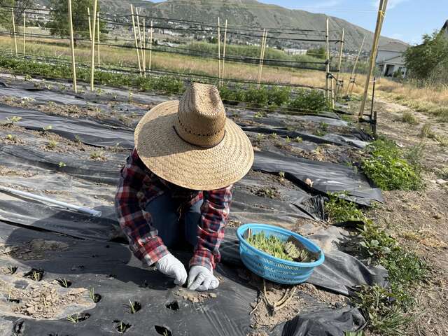 Hser Nay kneels at the end of a farm plot covered in black plastic tending to the plot, face obscured by her large straw hat with a green basket of plants at her side. The Wasatch Mountains peek behind her in the background.
