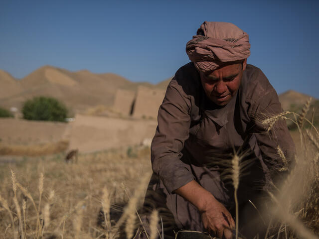 With desert mountains in the distance, a man bends over the tend to crops in his farm.