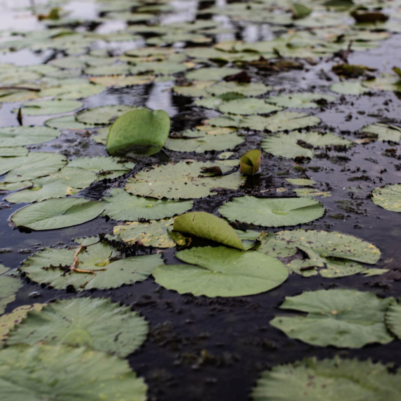 Seerosen auf der Bootsfahrt nach Nyal, Südsudan.