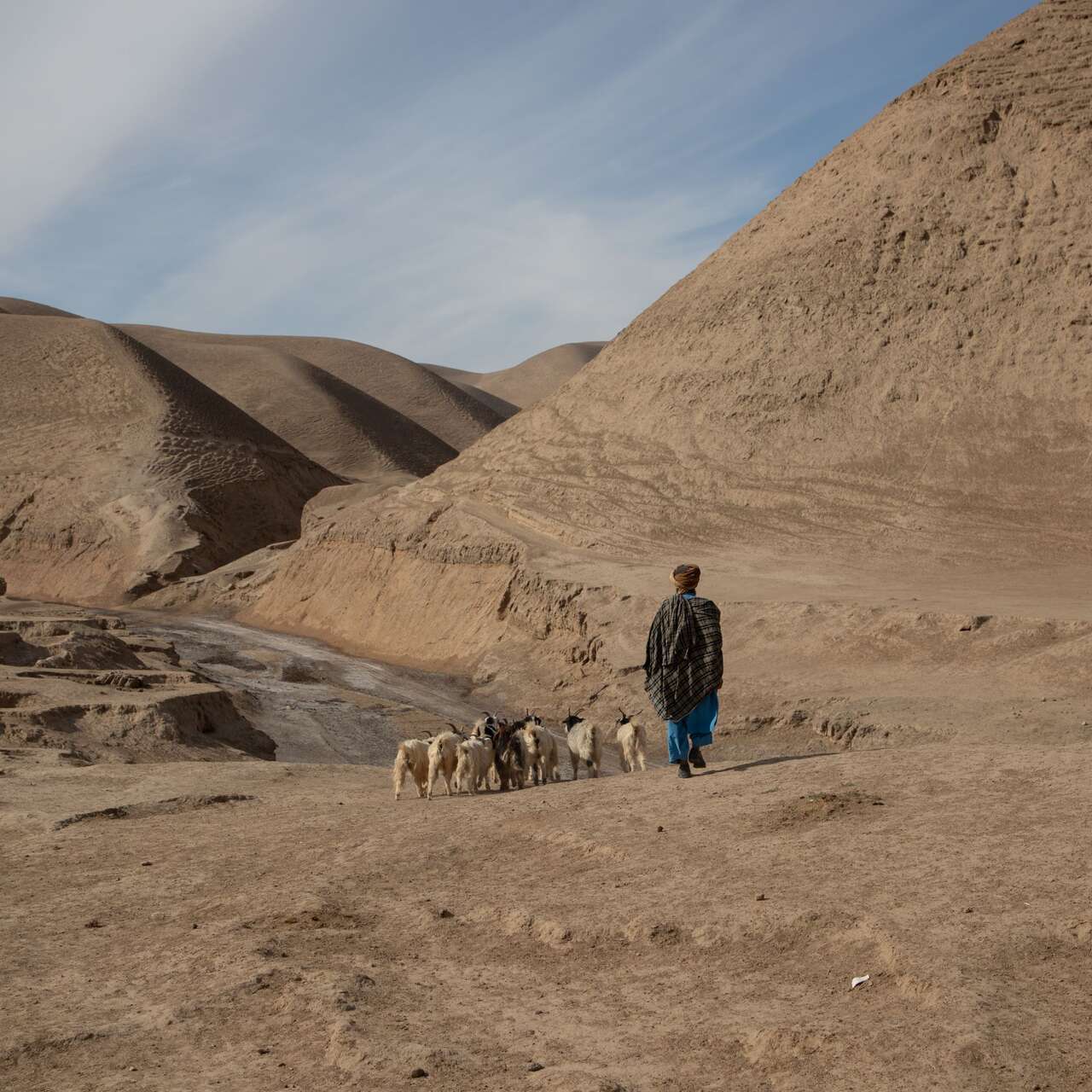 Abdul Haq, 30, takes his sheep out for a walk in Sang-e-Atash district, Badghis province, Afghanistan.