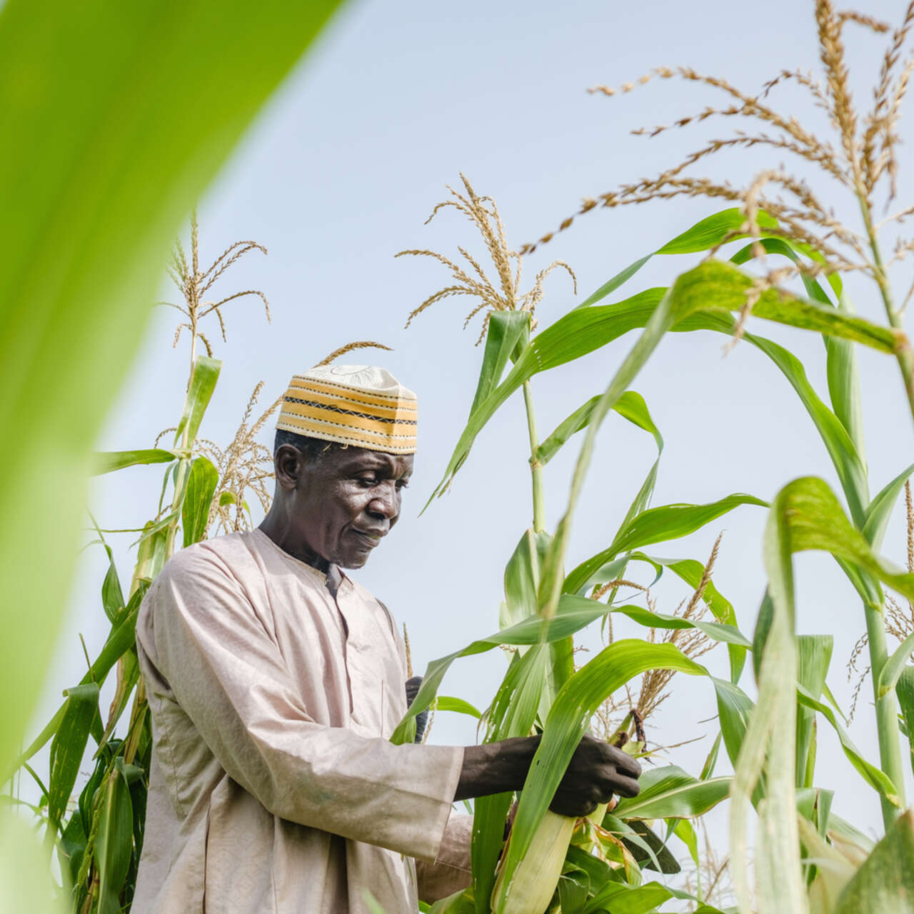 En man i Nigeria står på sitt fält och skördar. 