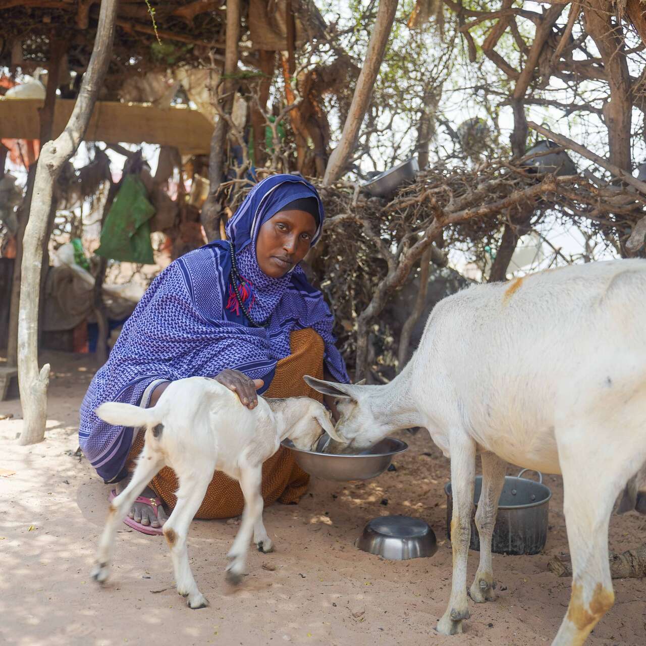 Somali women feeding goats