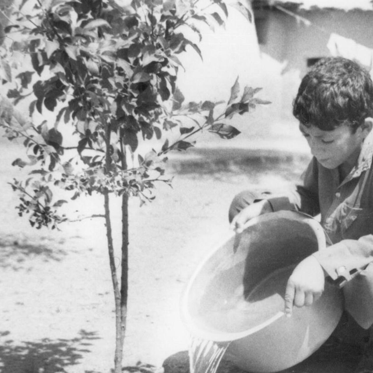 An Afghan boy living in Pakistan as a refugee waters a fruit tree