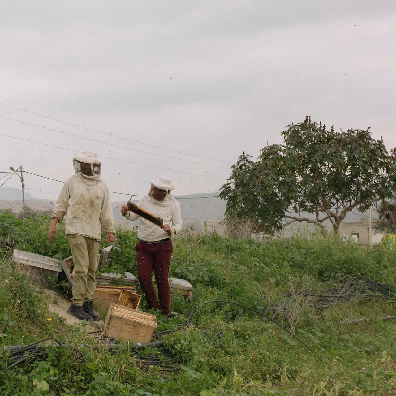 Hudaifah and his friend at their apiary in Jordan Valley near Amman caring for their bees