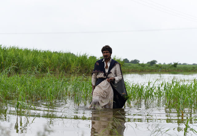 Die Überschwemmungen haben die Ernten im Sindh stark zerstört. Ein Mann schneidet Gras für sein Vieh, um es zu retten.