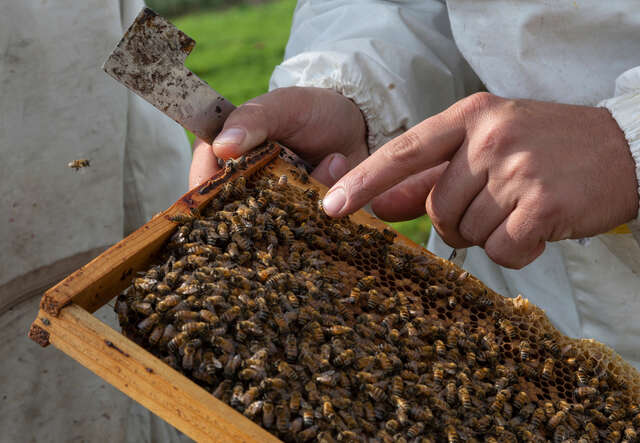Huthaifa, 32, points a pollen on a hive frame.