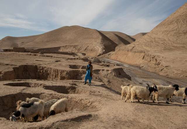 Man standing in arid landscape with cattle
