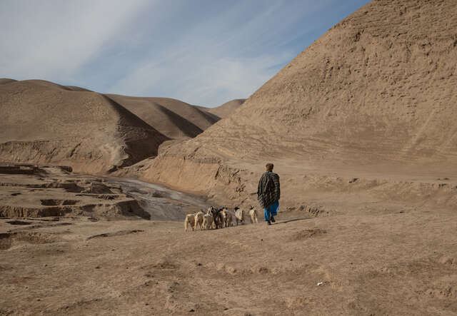 En man går med sina får i ökenmark i jakt på vatten.