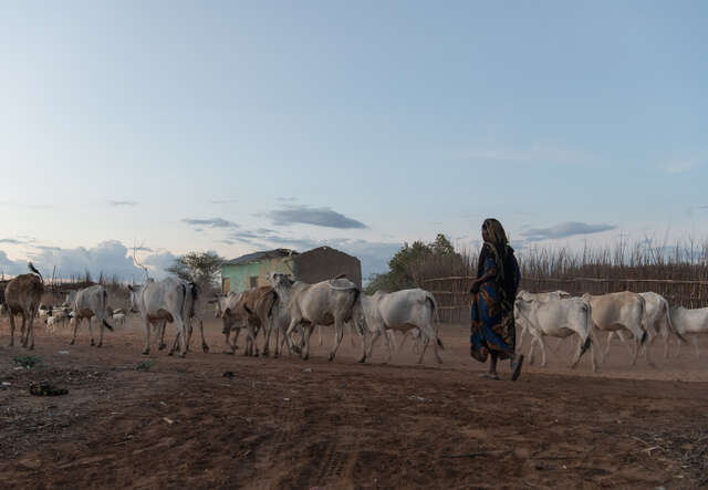 En kvinna går hemåt i skymningen med boskapsdjur över torra marker i Etiopien, som drabbats svårt av torka.