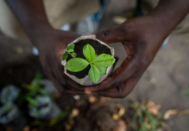 Bild på en grön liten planta, två händer håller i den ovan jord.