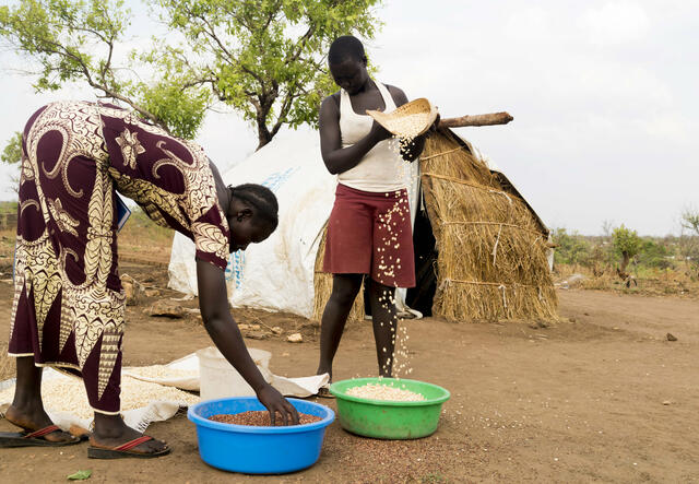 Lilian Dawa bends over to help 17-year-old Jane Noka sift maize outside her home in Bidi Bidi.