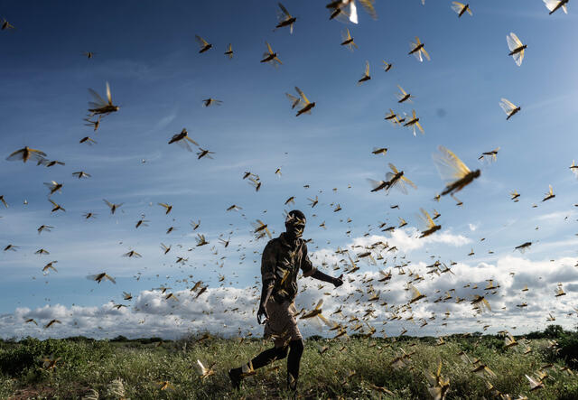 A man runs, chasing away a swarm of desert locusts early in the morning in Samburu County, Kenya.