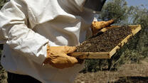 Beekeeper in Jordan 