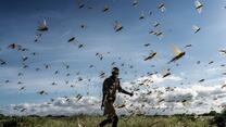 A man chases away a swarm of desert locusts in Samburu County, Kenya.