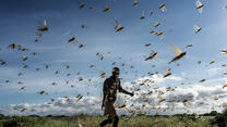 A man chases away a swarm of desert locusts in a field in Kenya.