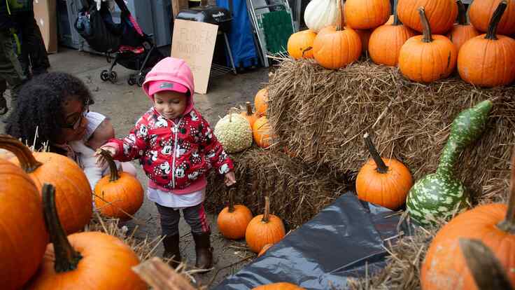 Pumpkin Picking & Photoshoot Booth!