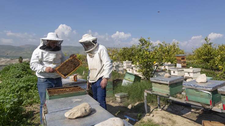 두 남자가 벌집을 꺼내어 보고 있습니다.