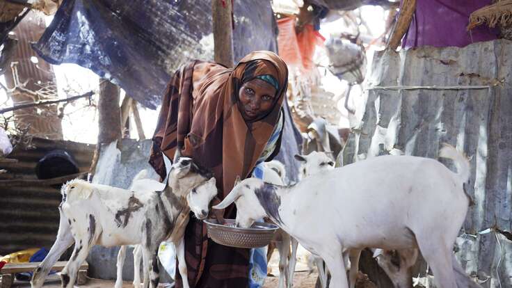 Somali women with goats